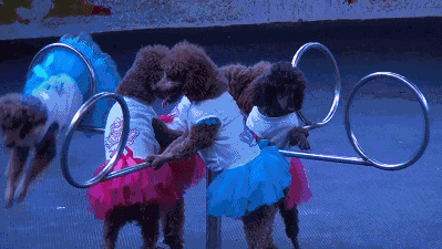 04081fbfec0b3f5e083450d32a60b5c2.gif